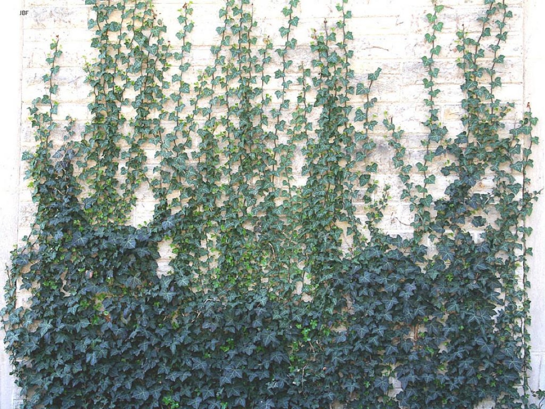 Hedera helix L. (ivy), form