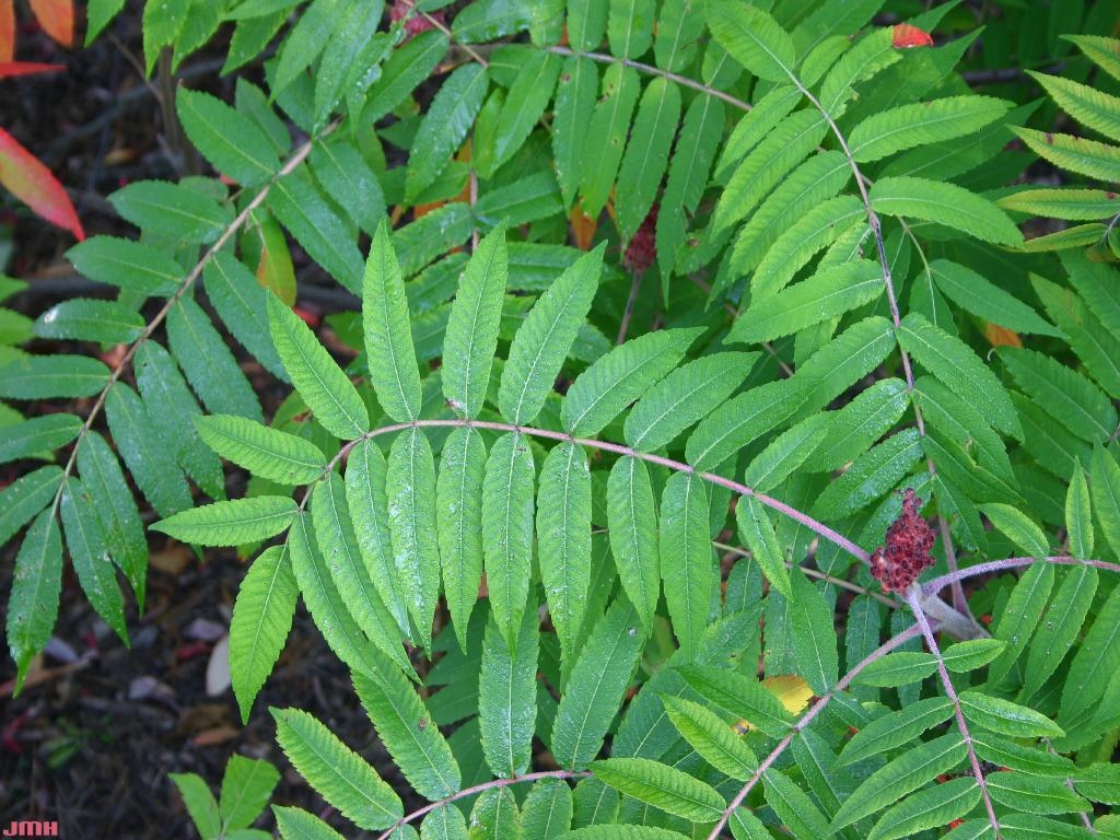 Rhus typhina L. (staghorn sumac), leaves, fruit, immature