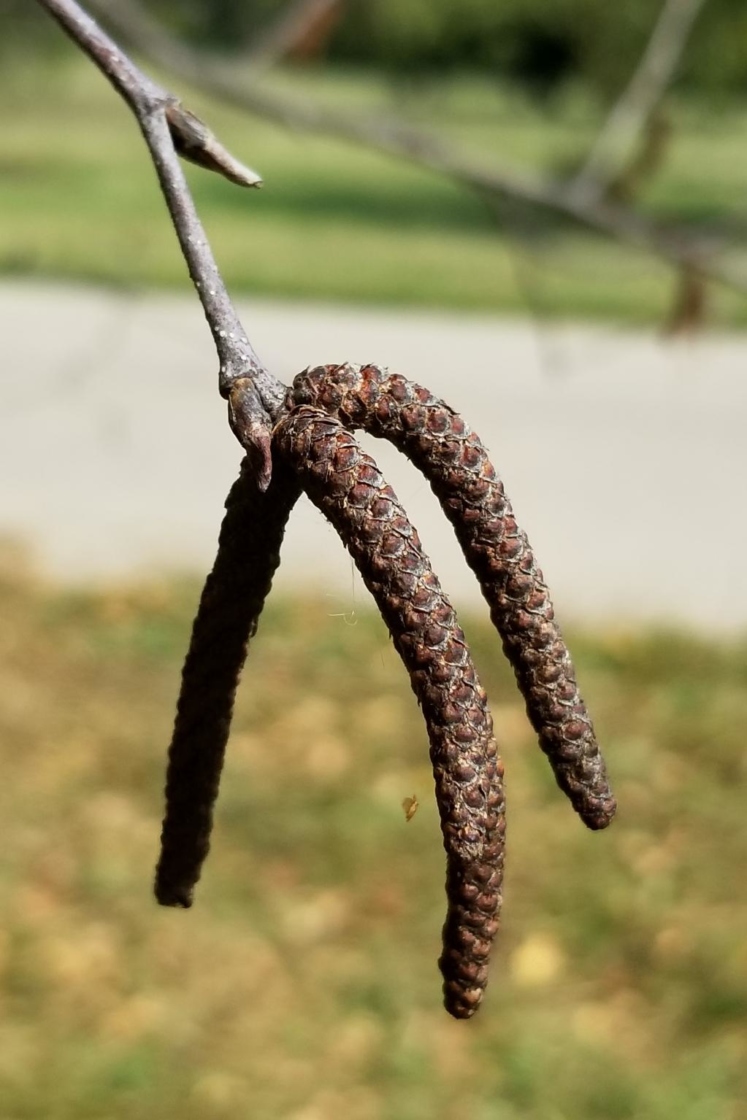Betula papyrifera (Paper Birch), bud, staminate, catkin