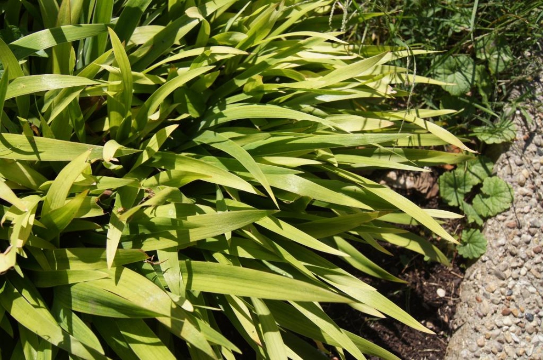 Iris cristata (Dwarf Crested Iris), leaf, summer