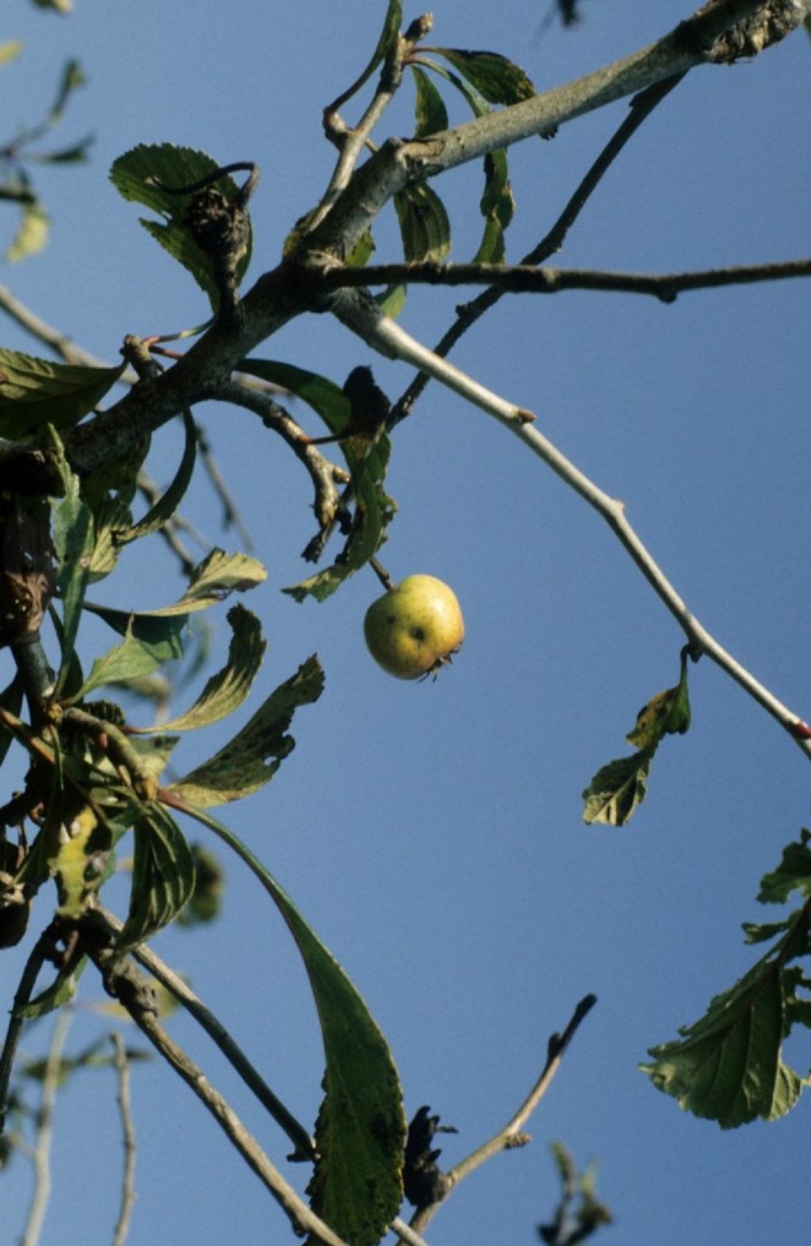 Crataegus punctata Jacq. (dotted hawthorn), fruit, immature