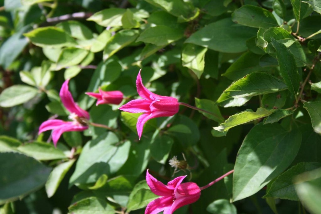Clematis texensis Buckl. 'Princess Diana' (scarlet clematis), flowers