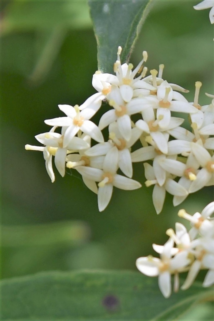 Cornus drummondii (Rough-leaved Dogwood), flower, full