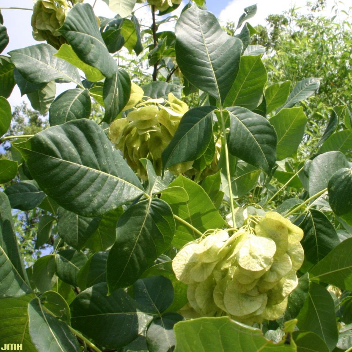 Ptelea trifoliata L. (wafer-ash), fruit and leaves