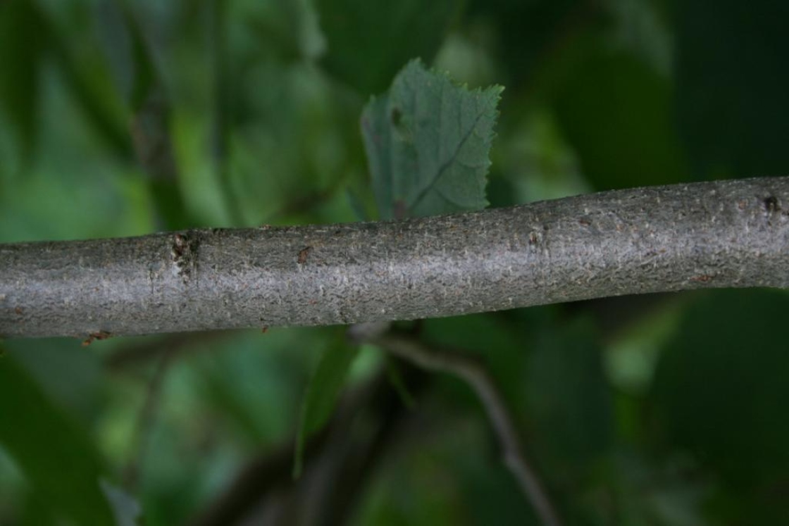 Corylus americana (American Hazelnut), bark, trunk