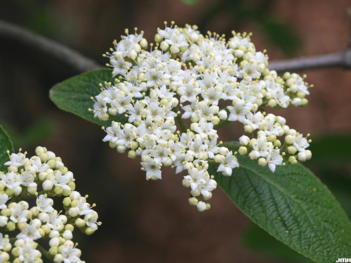 Viburnum × rhytidophylloides ‘Alleghany’ (Alleghany hybrid leatherleaf viburnum), inflorescence, cyme, petals, stamens, three-lobed pistils