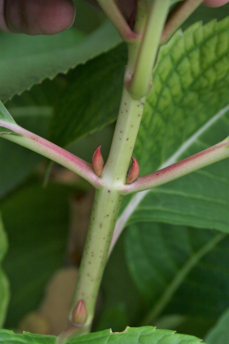 Big-leaved hydrangea | The Morton Arboretum