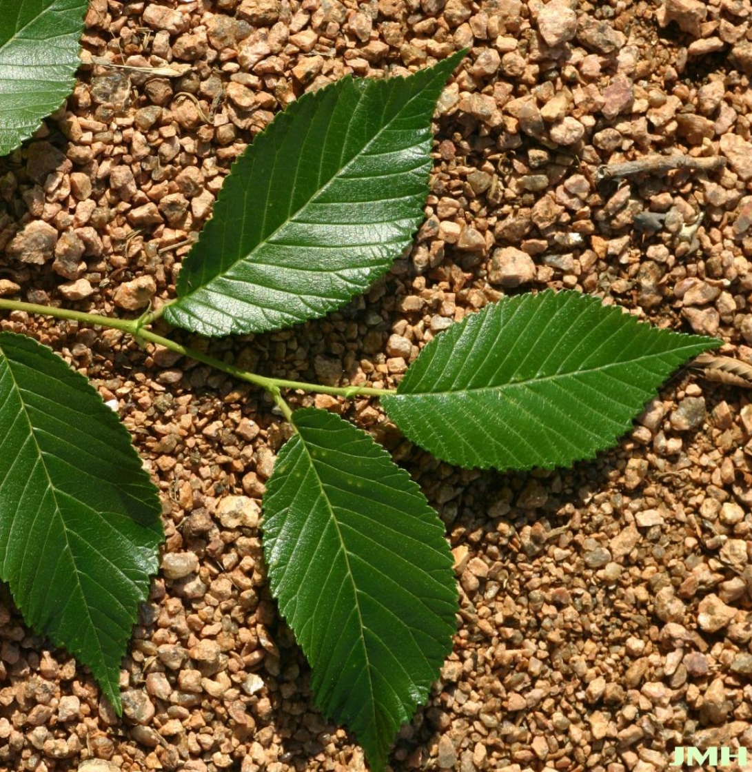 Ulmus davidiana var. japonica Accolade® (Accolade Elm), leaves