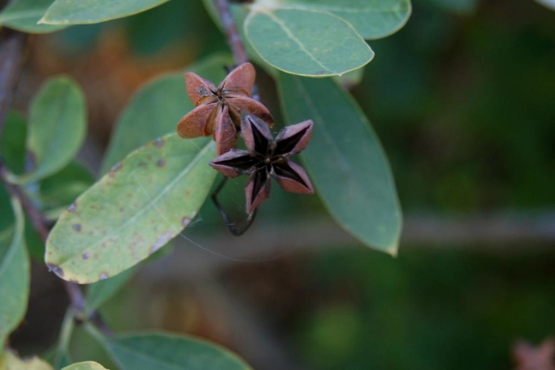 Exochorda ×macrantha 'The Bride' (The Bride Pearlbush PP1506), fruit, mature