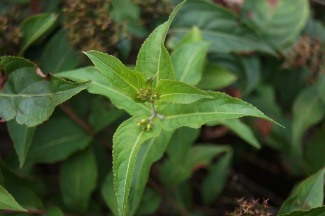 Diervilla rivularis 'Morton' (SUMMER STARS ™ Georgia Bush-honeysuckle), leaf, summer