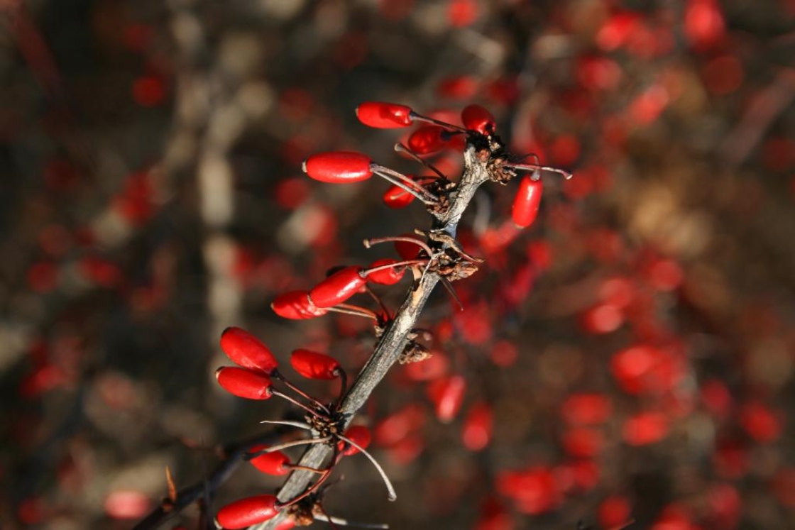Berberis thunbergii 'Rose Glow' (Rose Glow Japanese Barberry), fruit, mature