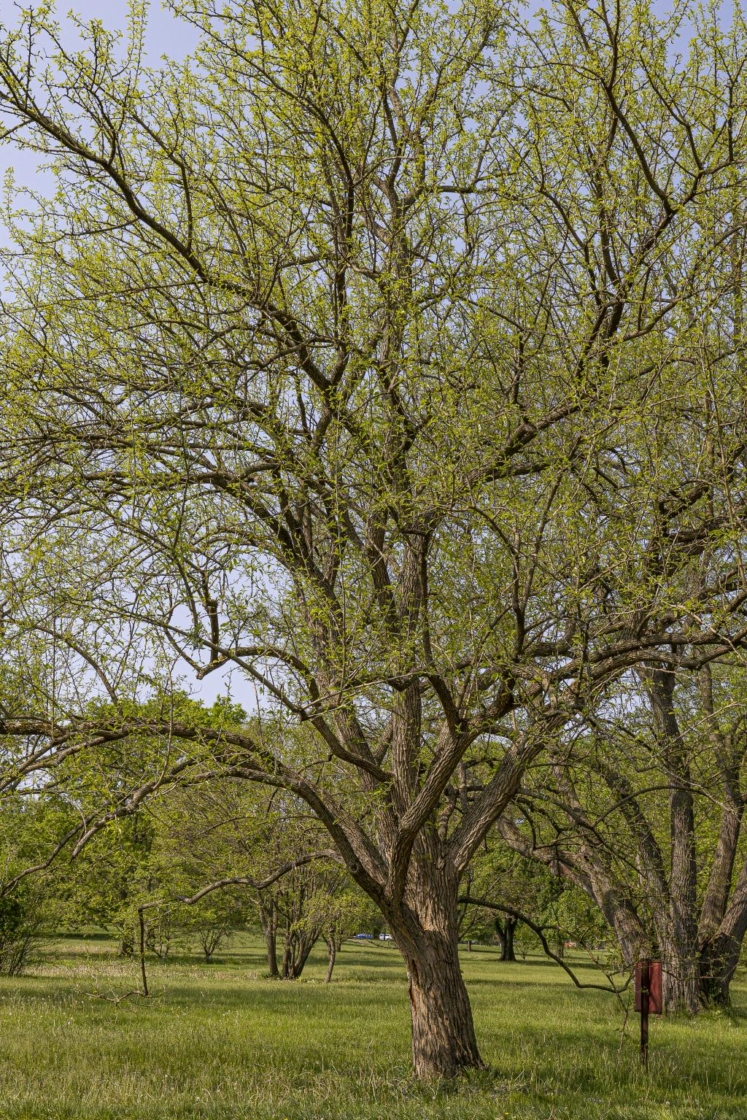 Maclura pomifera (Raf.) C. K. Schneid. (Osage-orange), form