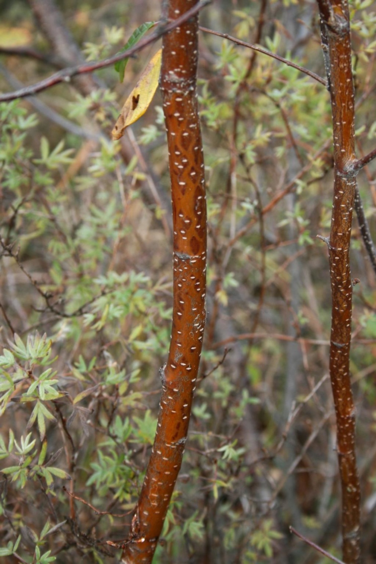 Betula pumila (Bog Birch), bark, mature