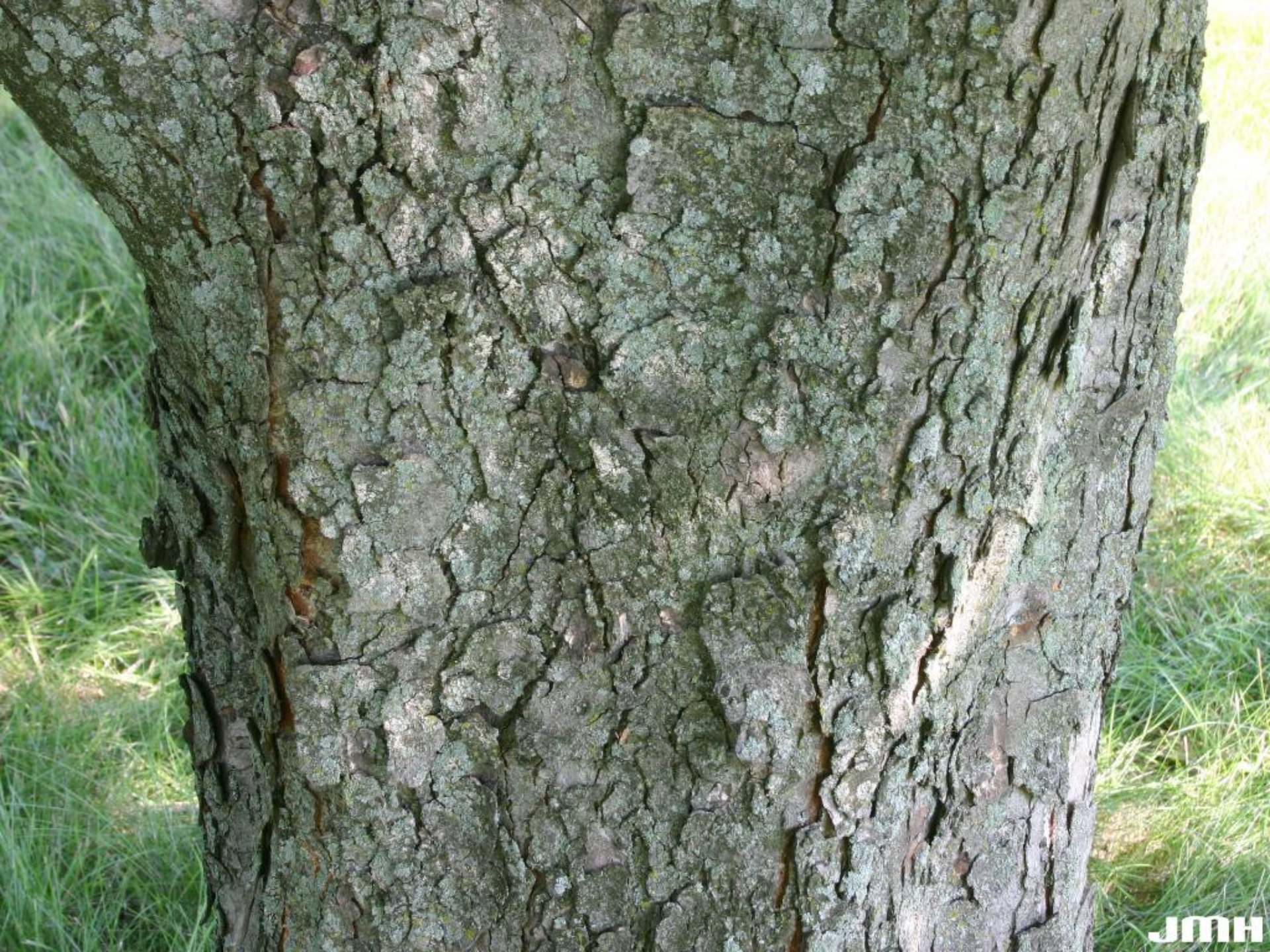 horse chestnut tree bark