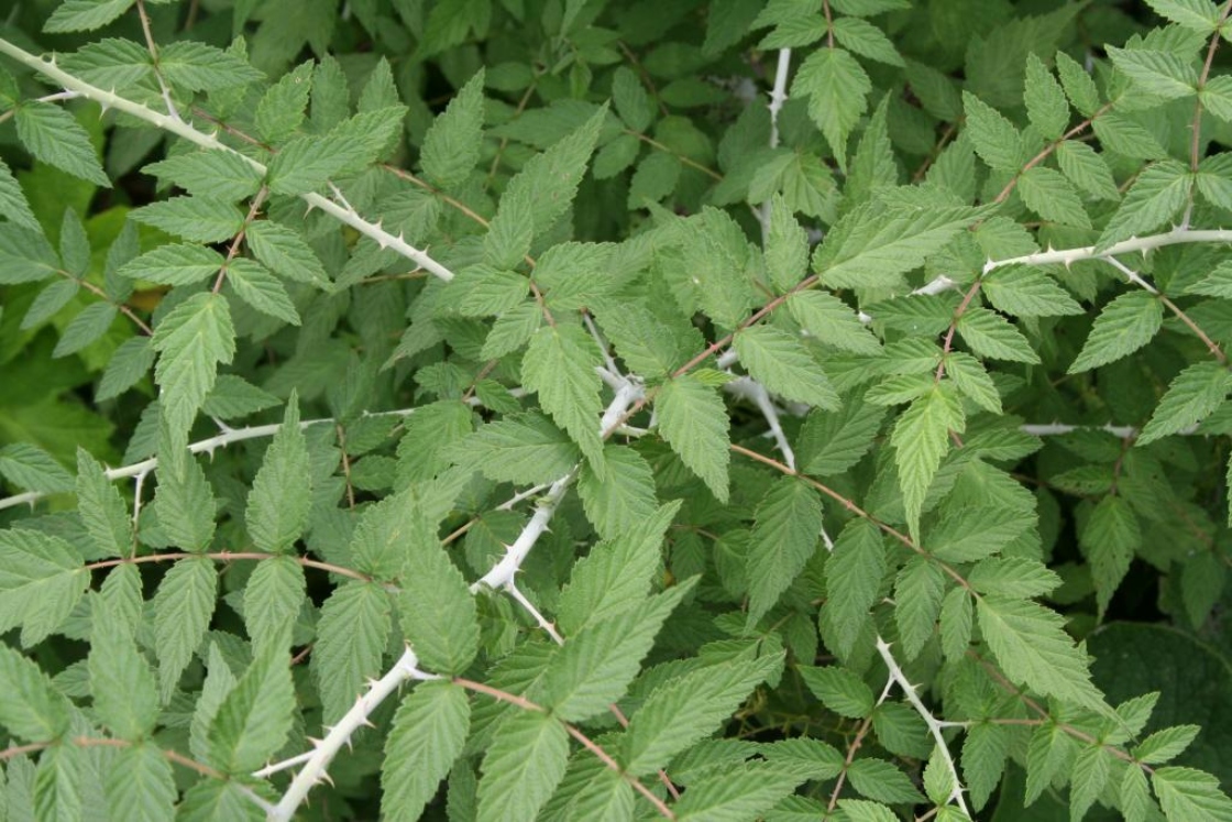 Rubus cockburnianus Hemsl. (chinese white-stemmed raspberry), leaves and stems