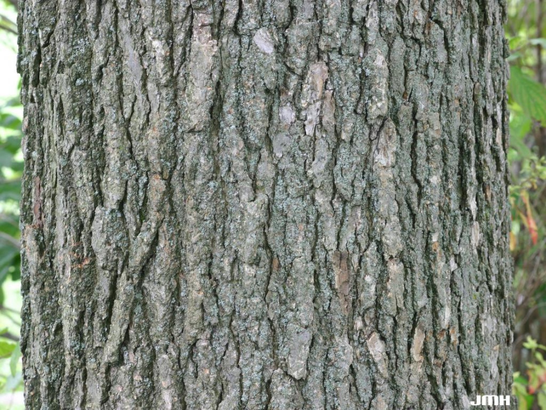 Nyssa sylvatica Marsh. (tupelo), bark