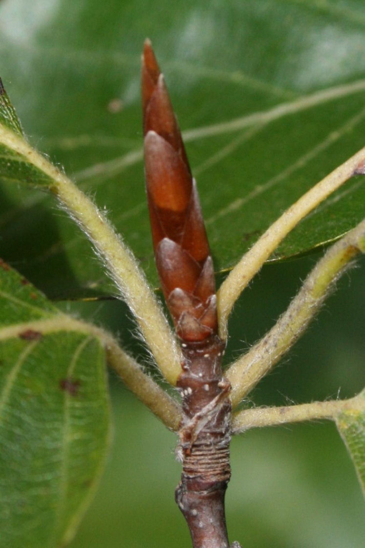 Fagus sylvatica (European Beech), bud, terminal