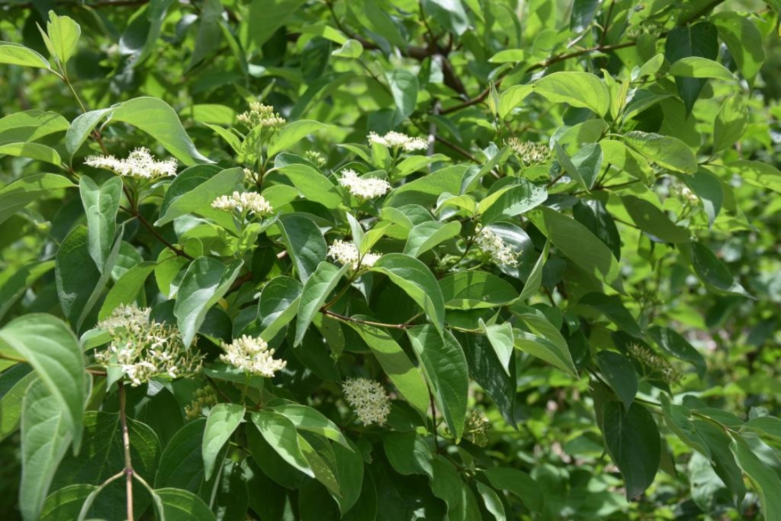 Cornus sanguinea (Blood-twigged Dogwood), leaf, summer