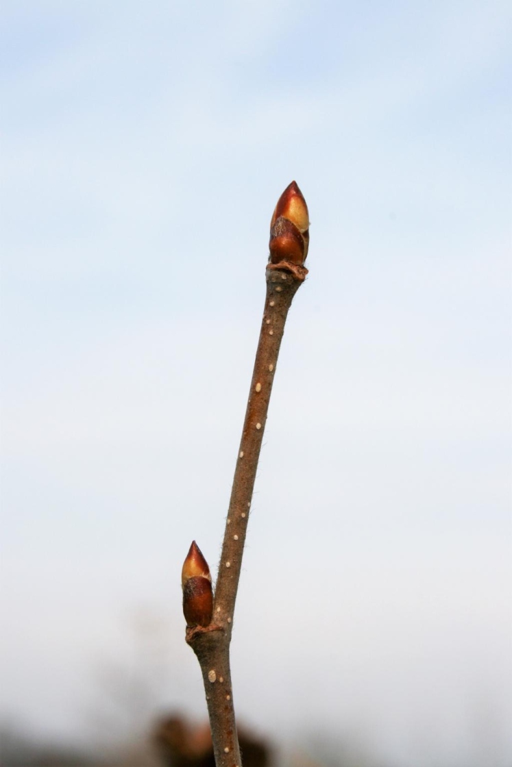 Yellow birch | The Morton Arboretum