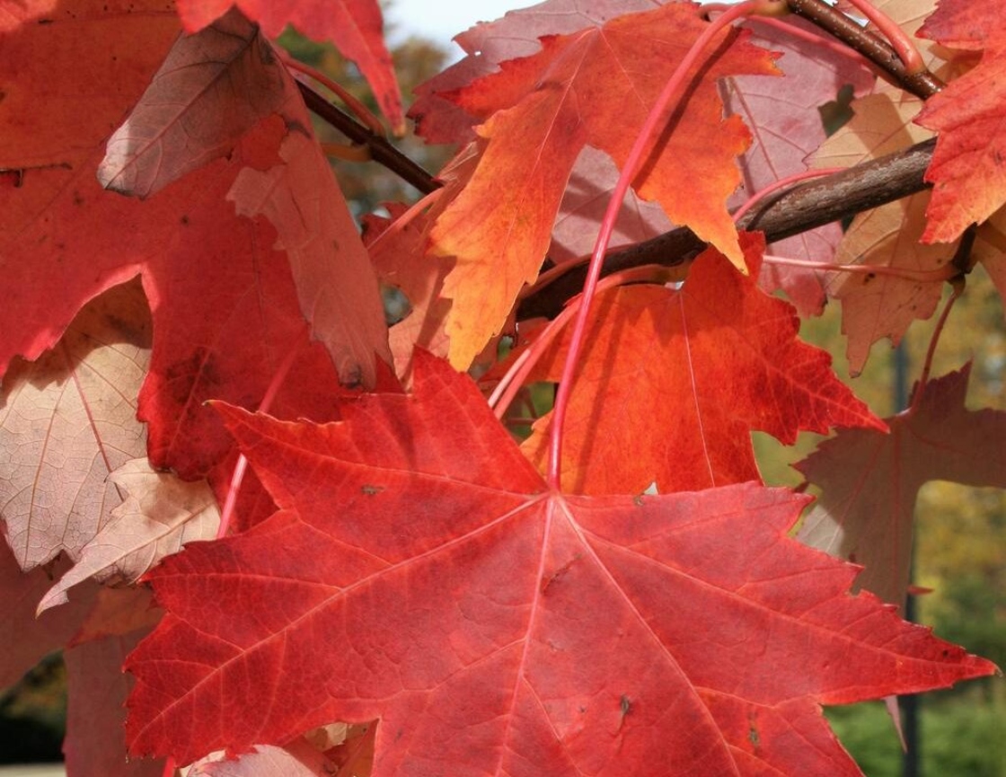 Acer xfreemanii 'DTR 102' (AUTUMN FANTASY® Freeman's Maple), leaf, fall