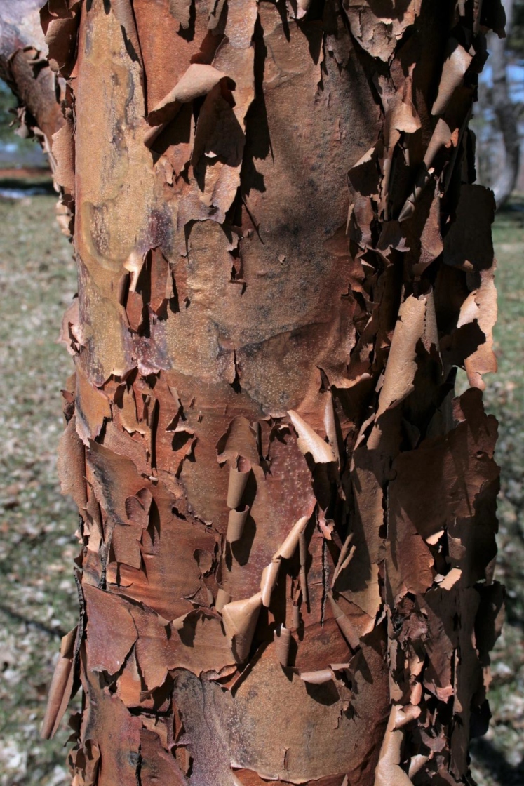 Acer griseum (Paper-barked Maple), bark, mature