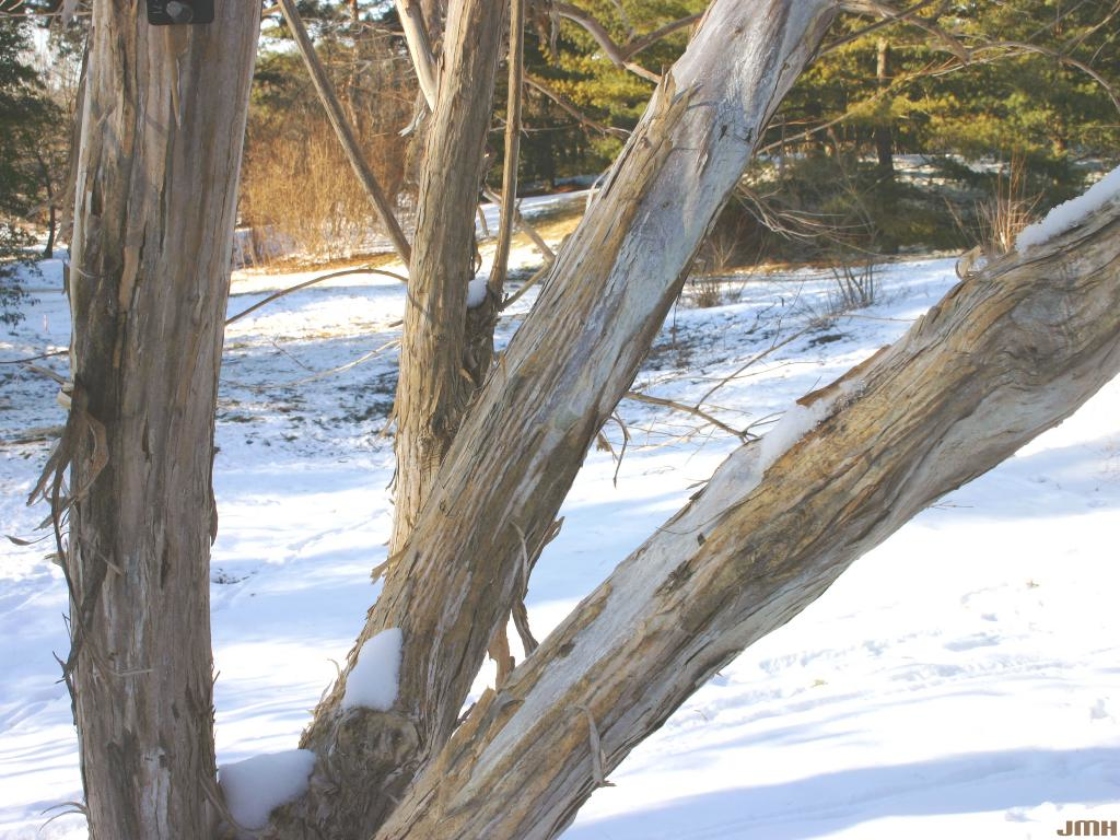 Heptacodium miconioides Rehd. (seven-son flower), bark