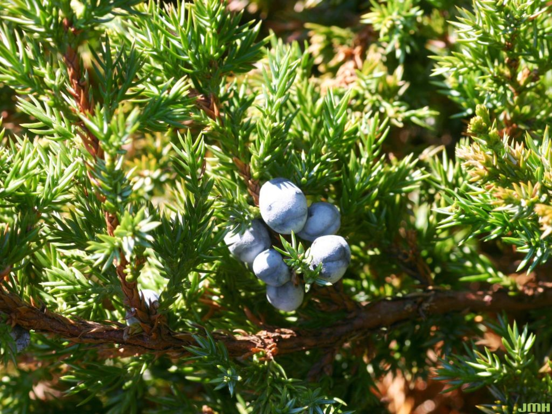 Japanese garden juniper | The Morton Arboretum