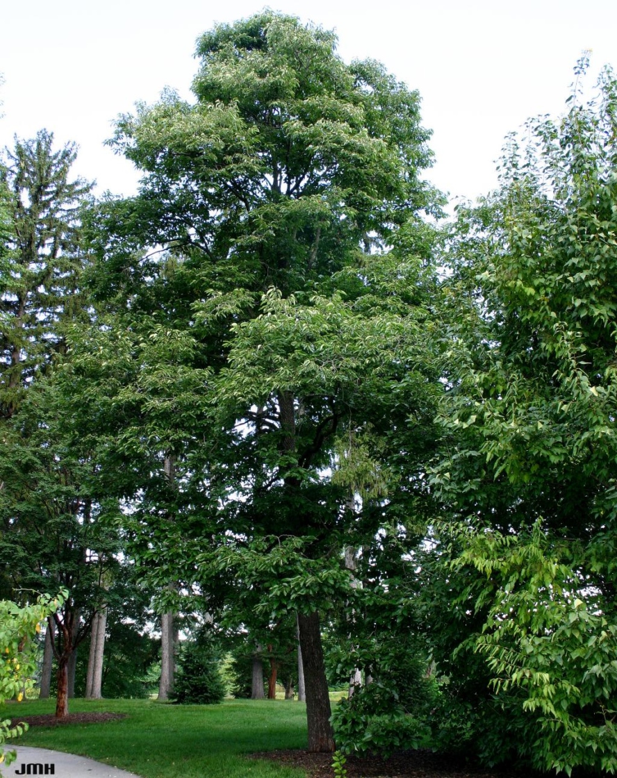 Diospyros virginiana L. (persimmon), growth habit, tree form