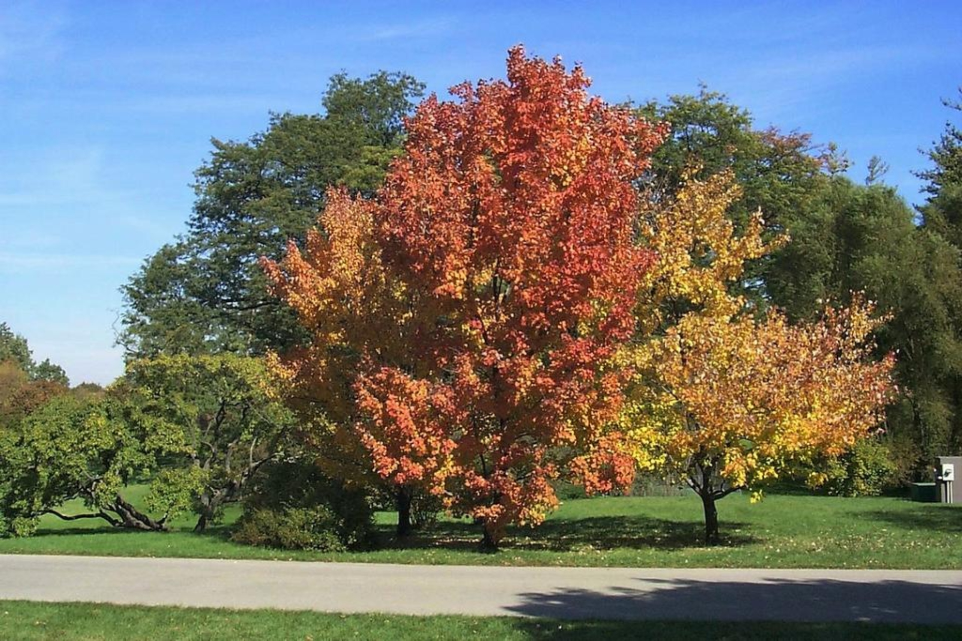 Red Maple The Morton Arboretum