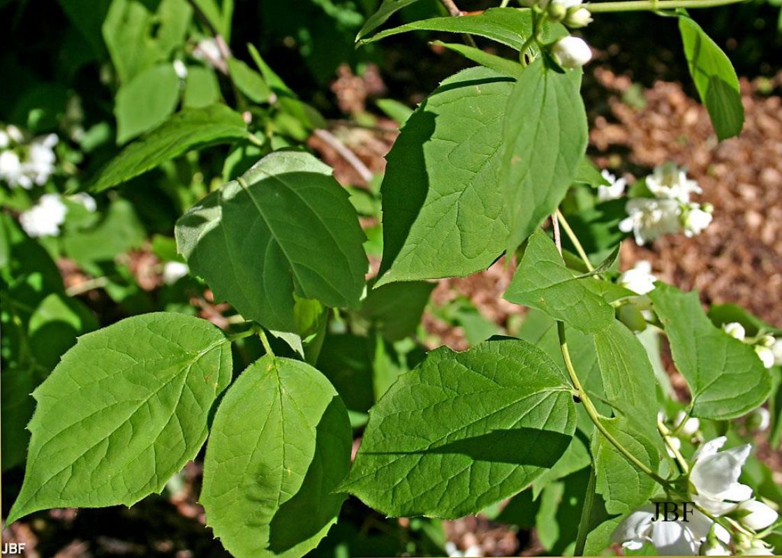 Philadelphus x virginalis ‘Minnesota Snowflake’ (Minnesota Snowflake virginal mock-orange), leaves