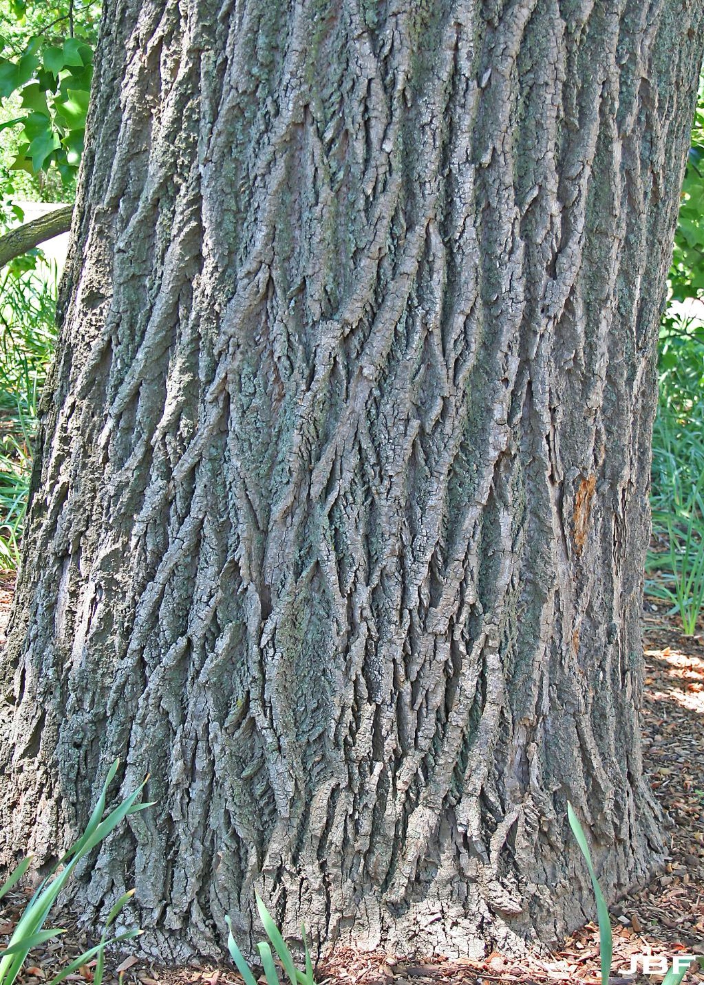 Tuliptree The Morton Arboretum