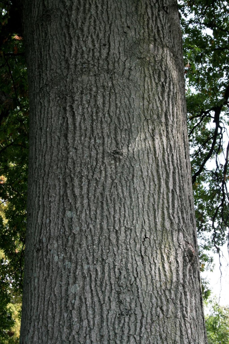 Pin oak | The Morton Arboretum