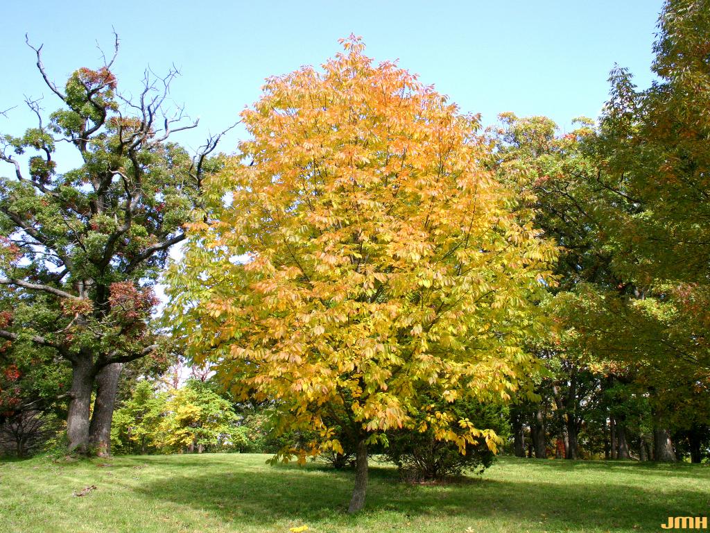 Fraxinus americana L. (white ash), growth habit, tree form, fall color