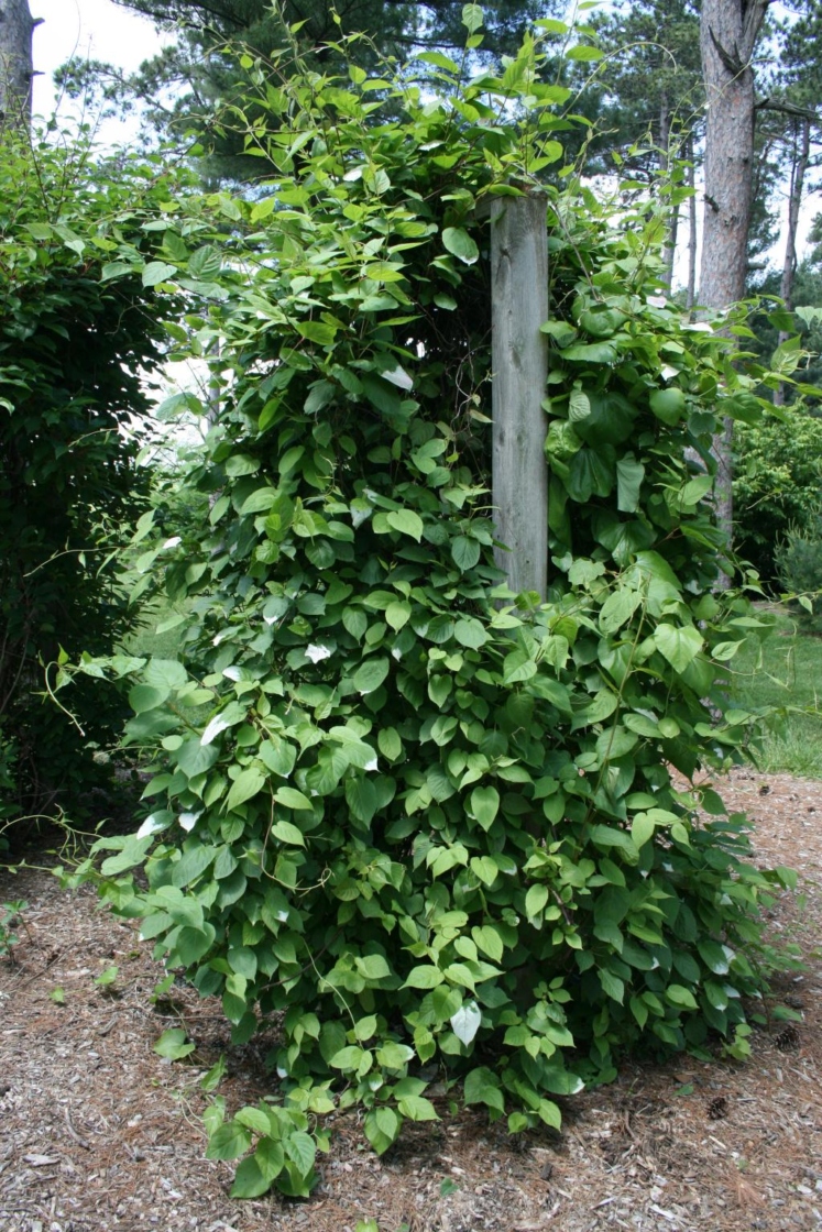 Actinidia kolomikta (Hardy Kiwi), habit, summer