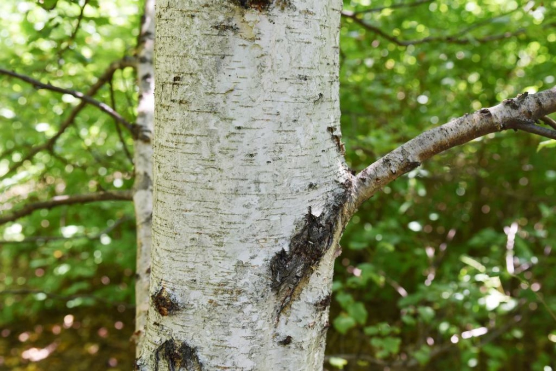 Betula pubescens (Moor Birch), bark, mature