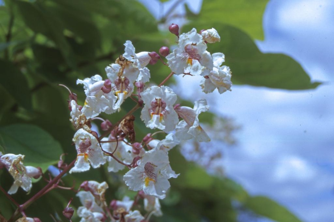 Catalpa bignonioides Walt. (southern catalpa), flowers