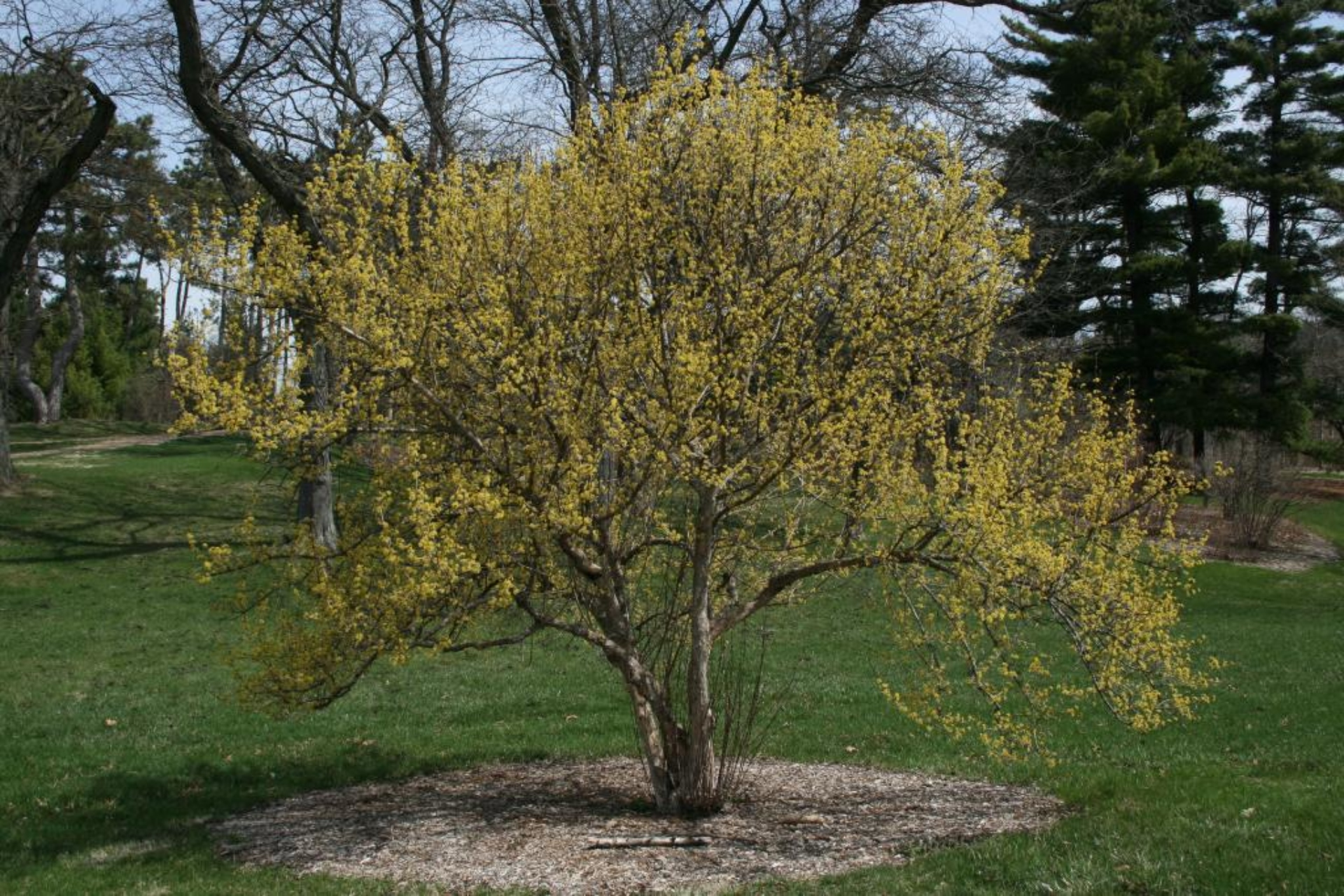 Cornelian Cherry Dogwood The Morton Arboretum