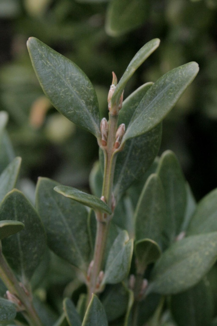 Buxus 'Green Velvet' (Green Velvet Boxwood), bud, lateral