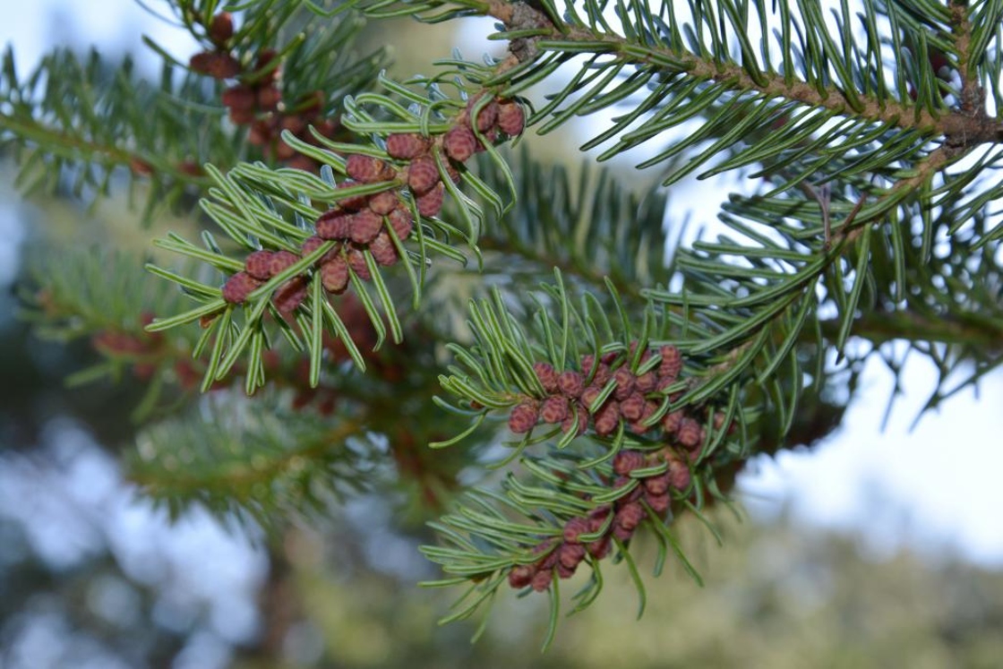 Balsam fir | The Morton Arboretum