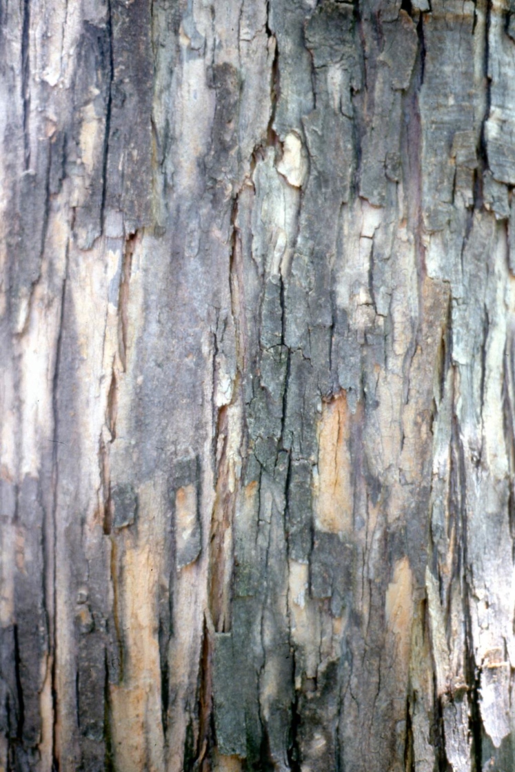 Acer buergerianum Miq. (trident maple), bark