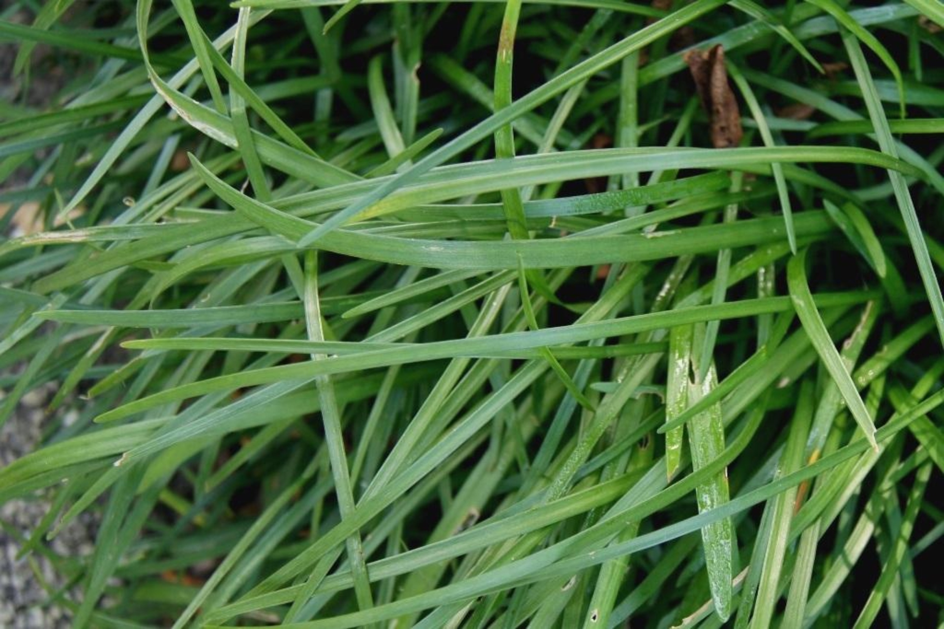 Creeping lilyturf The Morton Arboretum