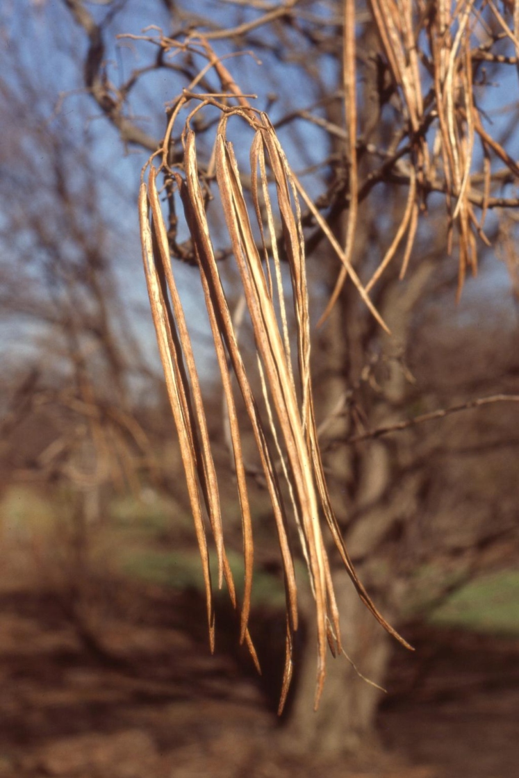 Catalpa ovata G. Don (Chinese catalpa), fruit
