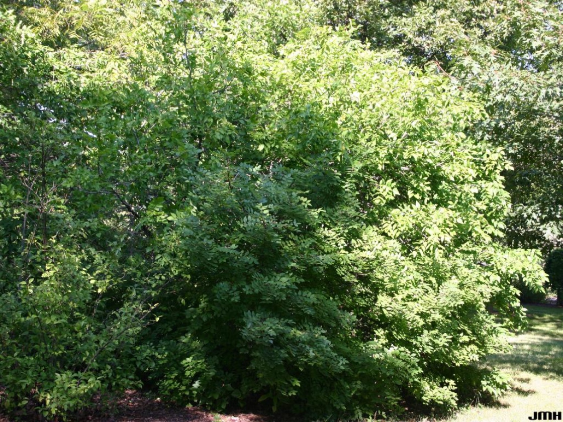 Prickly-ash | The Morton Arboretum