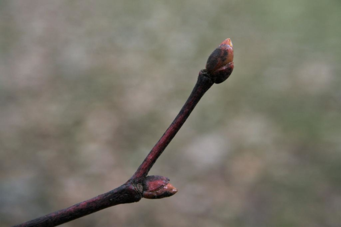 American basswood | Tilia americana | The Morton Arboretum