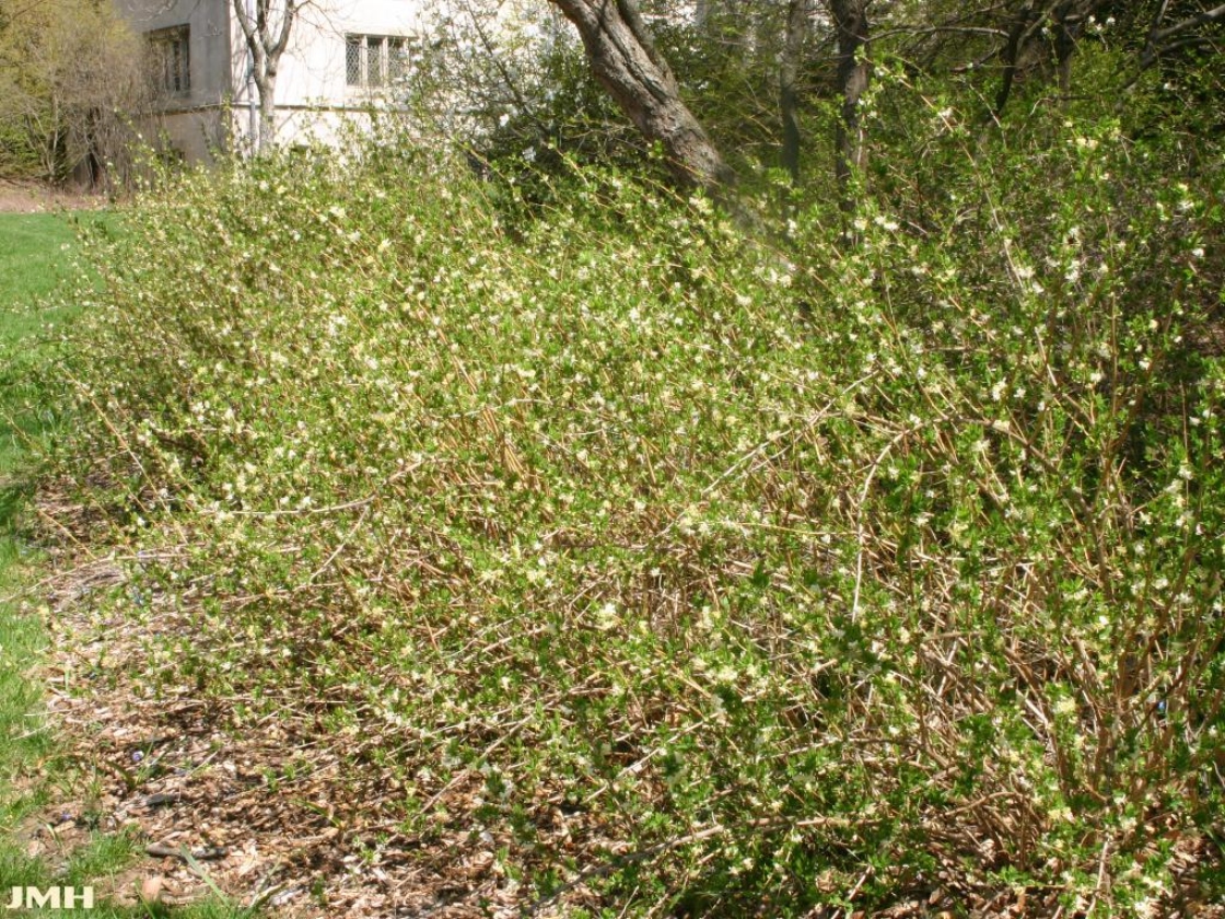 Lonicera fragrantissima Lindl. & Paxt. (winter honeysuckle), growth habit, shrub form