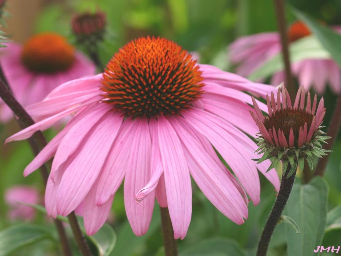 Echinacea purpurea ‘Bravado’ (Bravado purple coneflower), close-up of flower