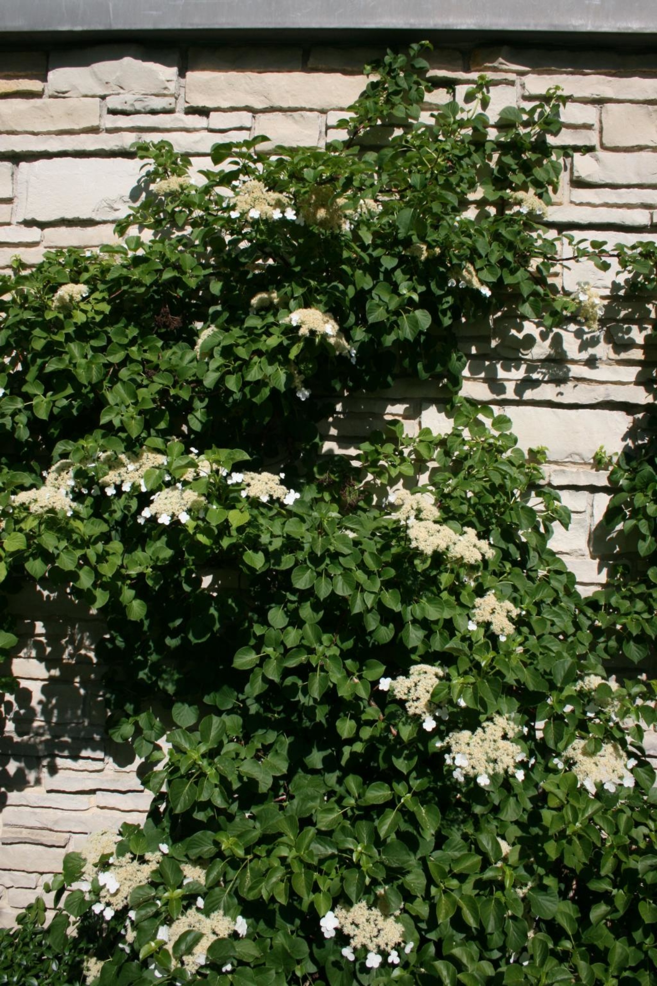 Climbing Hydrangea The Morton Arboretum