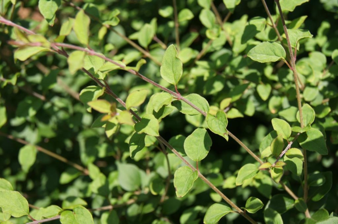 Syringa 'Penda' (BLOOMERANG PP20575) (BLOOMERANG® Lilac PP20575), leaf, summer