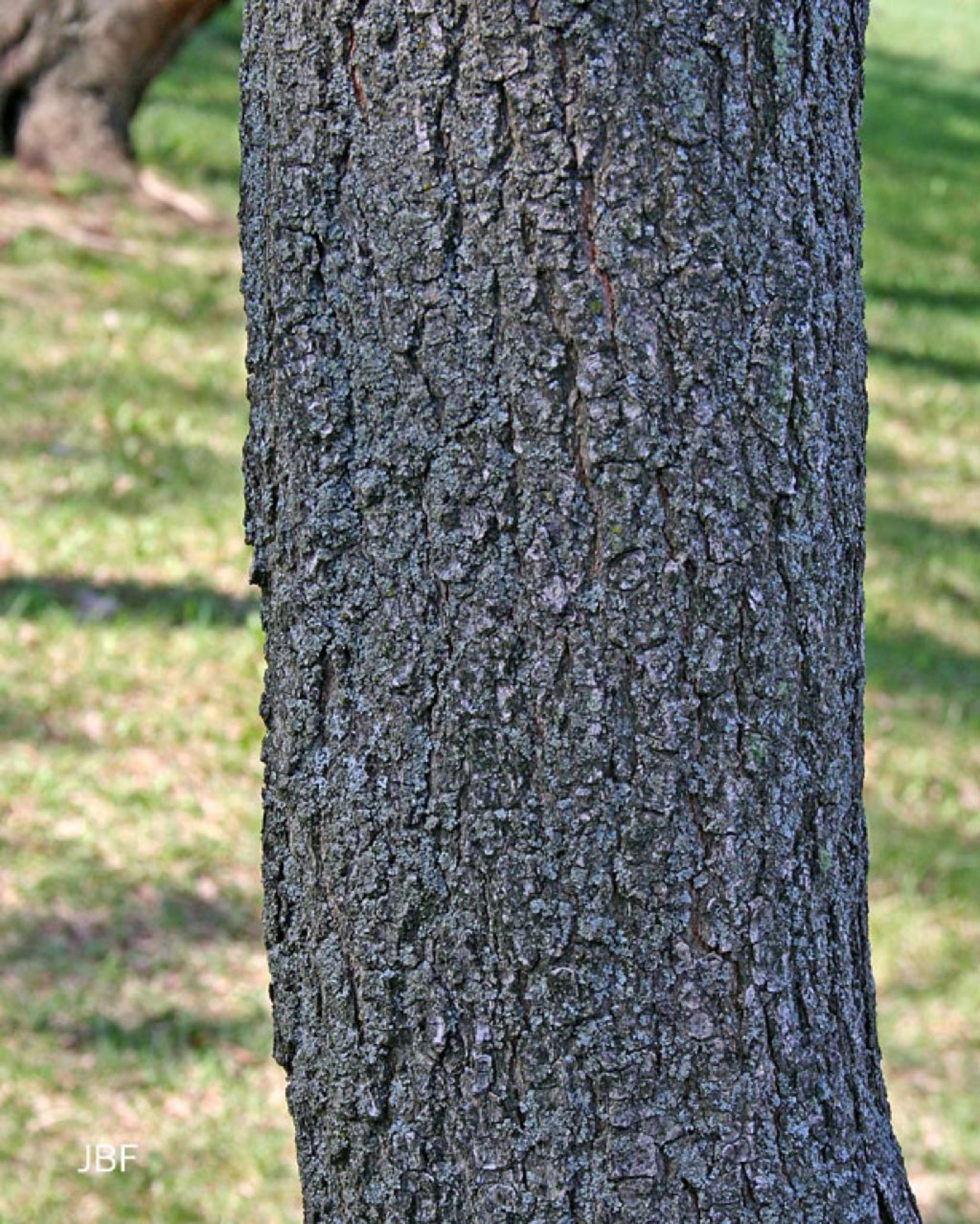 Golden rain tree The Morton Arboretum