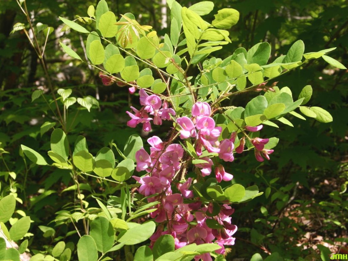 Bristly locust The Morton Arboretum